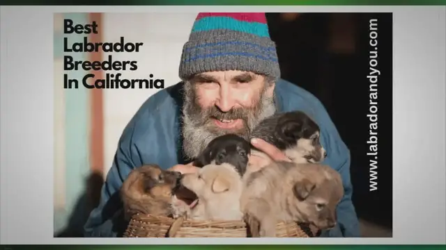 Video thumbnail for 5 Best Labrador Breeders in California In 2023 (Trusted)