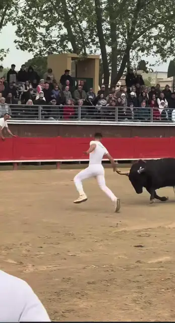 Video thumbnail for Bull Leaps Over Arena Barrier during Camargue Bullfighting Run
