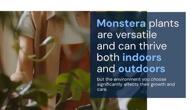 Video thumbnail for Monstera Indoor vs Outdoor