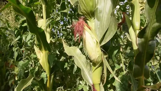 Video thumbnail for Monstera Fruit Edibility