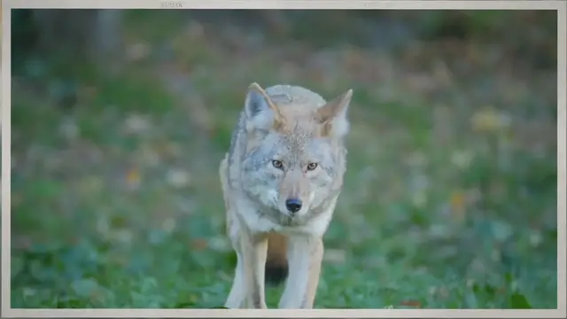 'Video thumbnail for What to Do With Coyote After Kill (2023 Updated Tips)'