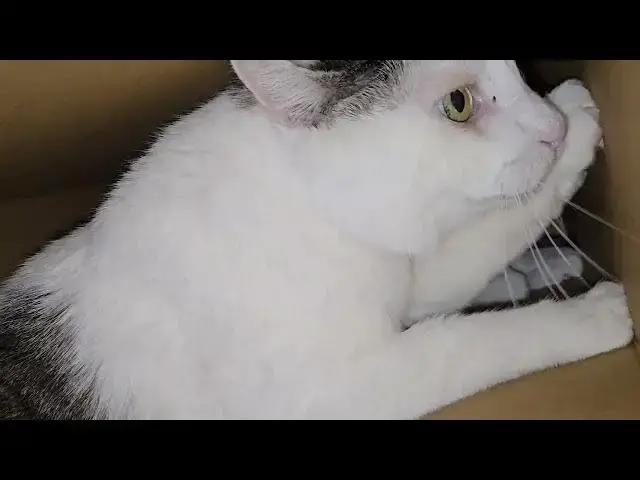 'Video thumbnail for A cat in his element'