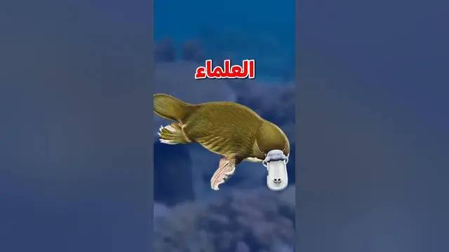 Video thumbnail for خلد الماء