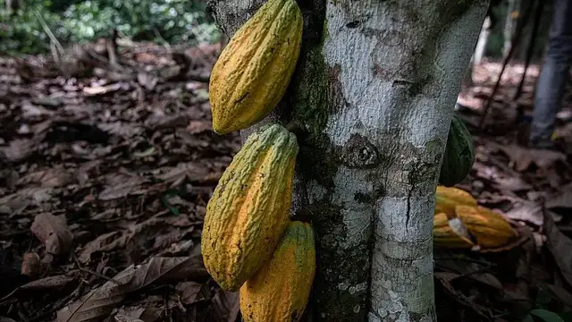 'Video thumbnail for Sao Tomé and Principé: UN Experts help protect cocoa plantations'