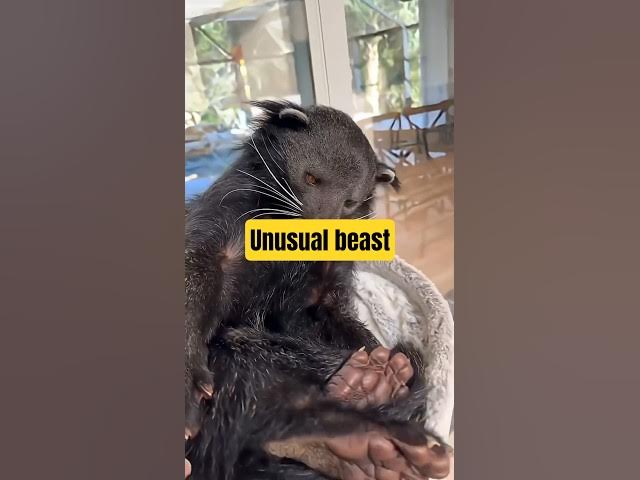Video thumbnail for Meet the Binturong – an unusual beast. #binturong #binturonglovers #binturongloversindonesia