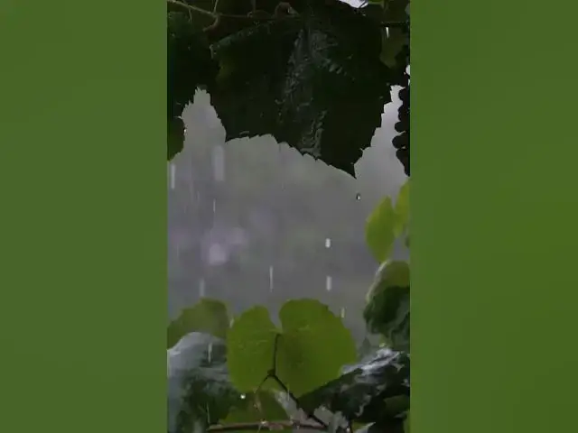 'Video thumbnail for Pleasant rain-----ASMR#relax #rainoundforsleep #rain #rainsounds #relaxingsounds #relax #rainsound'