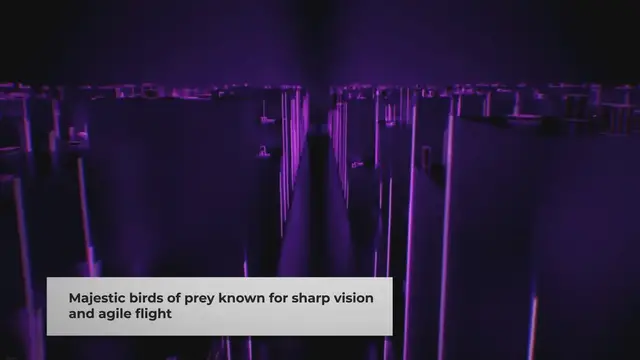 Video thumbnail for How Big Can a Hawk Get?