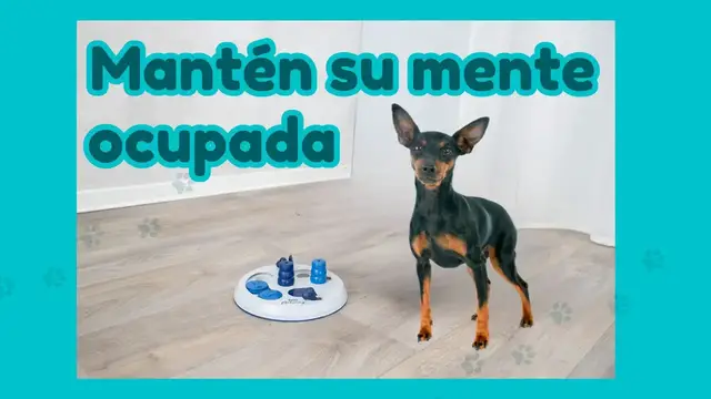 'Video thumbnail for 馃悤Juguete interactivo para tu pinscher miniatura 鉂わ笍'