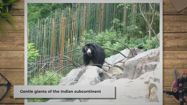 Video thumbnail for Sloth Bear Attacks on Humans: Understanding the Causes and Prevention