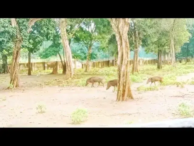 Video thumbnail for @සතුන්ට නිදහස් ලස්සන පරිසරයක්.@ See how free the environment is for the animals@ sri lankan safari@