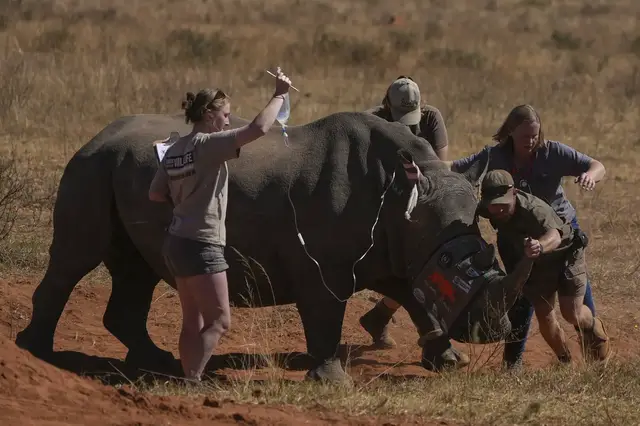 'Video thumbnail for Radioactive rhinos: Nuclear material injected to stop horn smuggling'