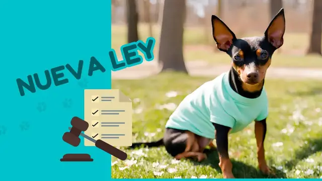 'Video thumbnail for 馃悤 Nueva Ley de Bienestar animal (para perros) 鉂わ笍'
