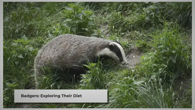 Video thumbnail for Do Badgers Eat Fruit? | Exploring the Diet of These Fascinating Creatures