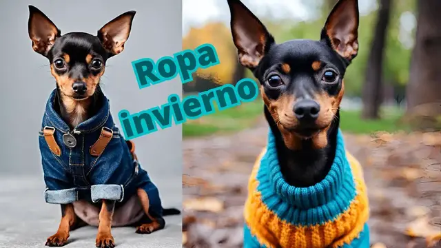 Video thumbnail for 🐕Ropa que no puede faltar a tu perrito este invierno   ❤️