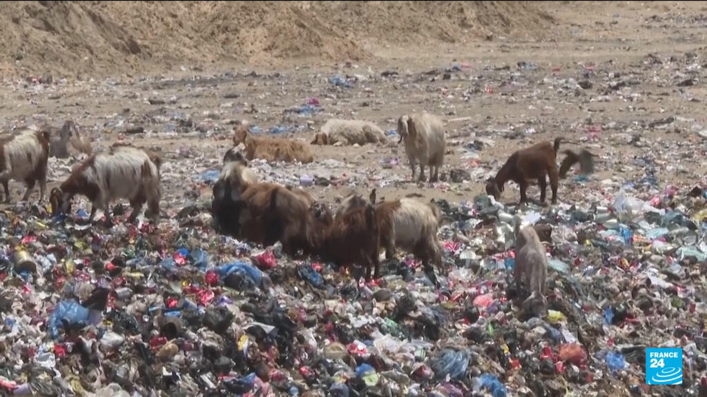 Video thumbnail for Palestine's Eid dampened by consequences of war on livestock