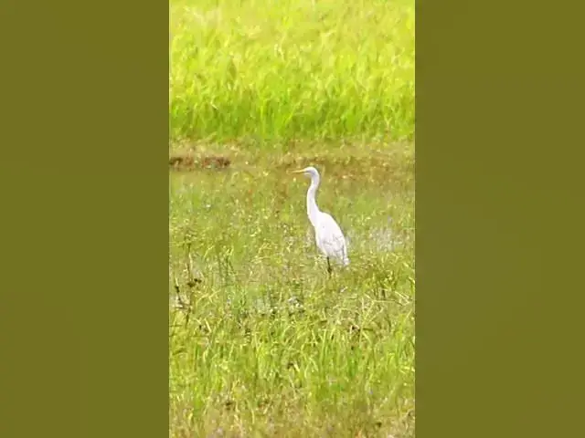 'Video thumbnail for White Bird Catch Snail WB 06 #bird #birds #shortbird #viralbirds'