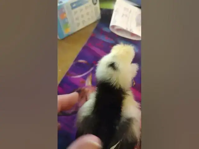Video thumbnail for Mottled Houdan Baby Chicks Day 8 #Shorts