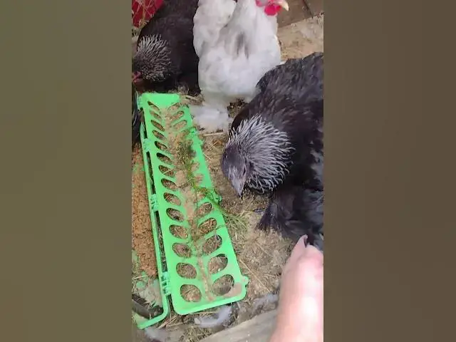 Video thumbnail for Bantam Cochin Chickens Looking for Food #Shorts