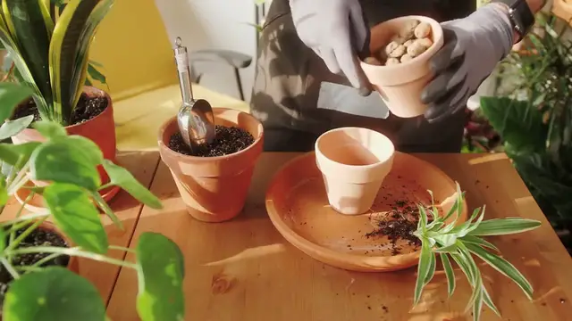 Video thumbnail for Growing Succulents in Hanging Baskets