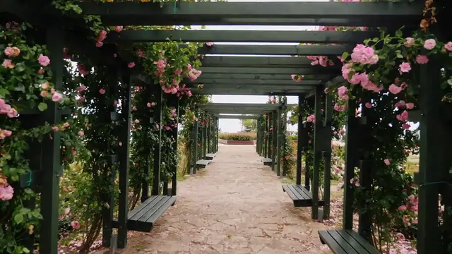 Video thumbnail for Best Shrubs for Curb Appeal