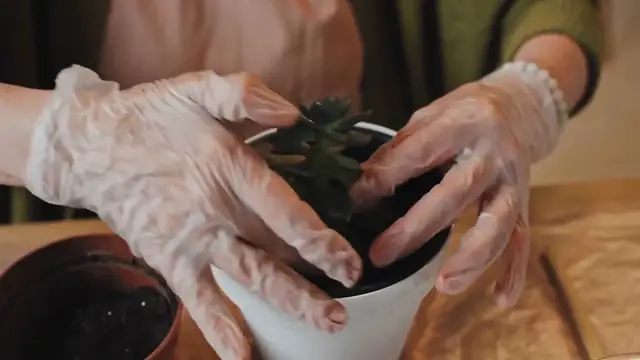 'Video thumbnail for Growing_lilies_in_your_garden'