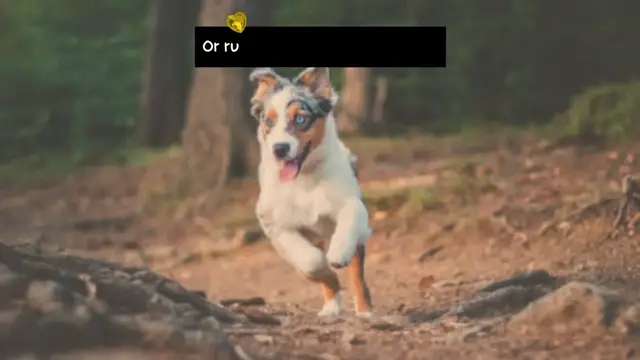 Video thumbnail for What makes dogs so happy 🤔