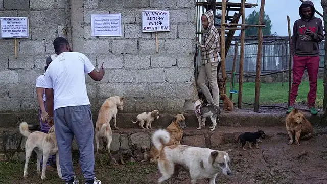 'Video thumbnail for Ethiopia: One woman's mission to protect Addis Ababa's abandoned dogs'