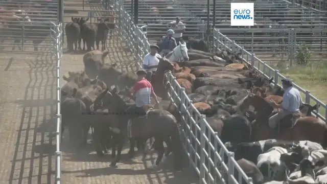 Video thumbnail for Argentine farmers look forward to the EU and Mercosur agreement