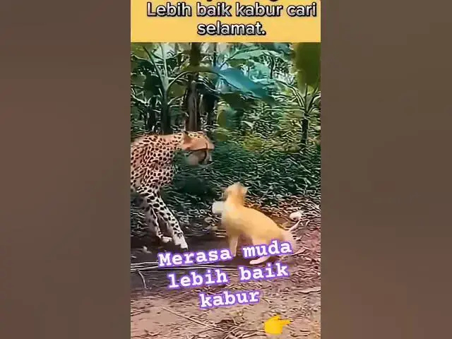 Video thumbnail for harimauusumatra vc kucing ngamuk