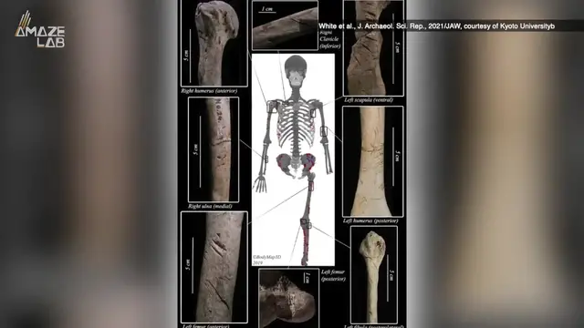 Video thumbnail for A Closer Look at Evidence of Earliest Shark Attacks