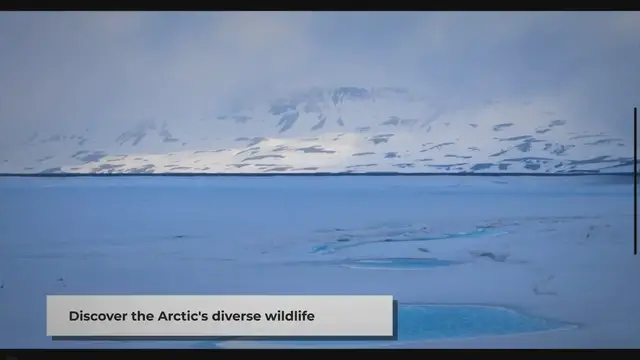 'Video thumbnail for Arctic Wildlife: A Brief Introduction'