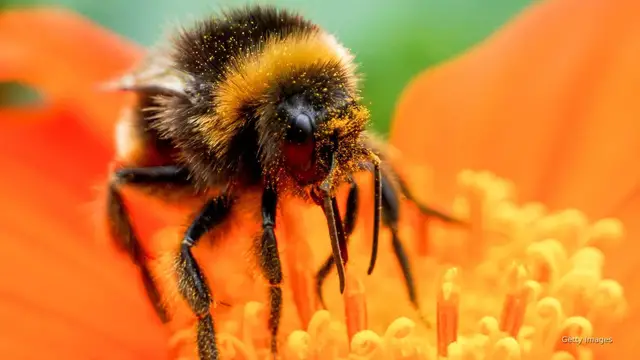 'Video thumbnail for Many of America's vital pollinators are at an elevated risk of extinction'