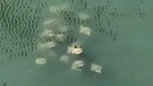 Video thumbnail for ‘Fever’ of rays spotted swimming in Newtown Creek