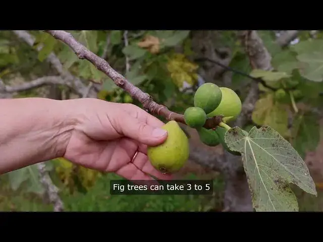 Video thumbnail for Top 10 Fruit Trees That Takes The Longest To Grow