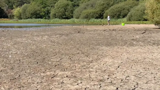 Video thumbnail for UK: Prolonged heatwave and drought dry up historic Stew Pond at Epsom Common in Surrey.