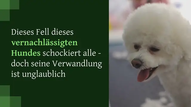 Video thumbnail for Das Fell dieses vernachlässigten Hundes schockiert alle – doch seine Verwandlung ist unglaublich