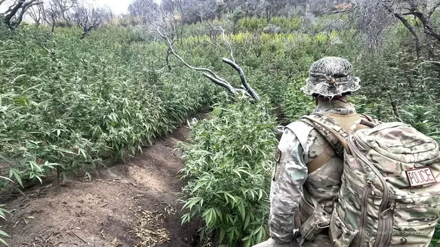 'Video thumbnail for Weeded out: 2,377 illegal marijuana plants, gun removed from national park'