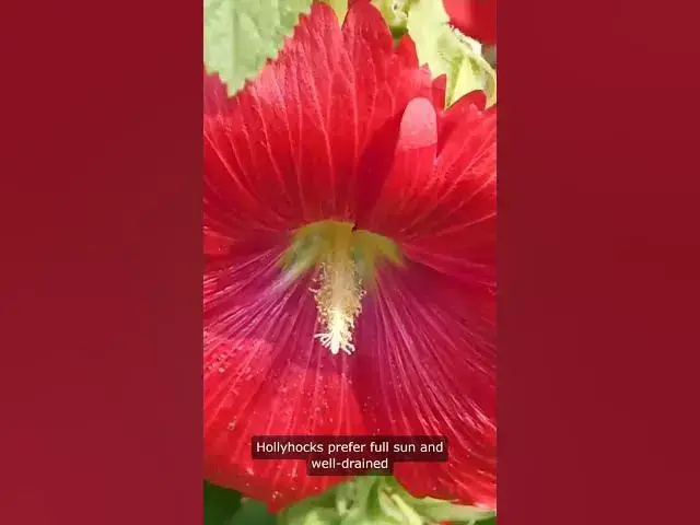 'Video thumbnail for Hollyhocks Flowers Growing Zone #flowers #zone #gardening'