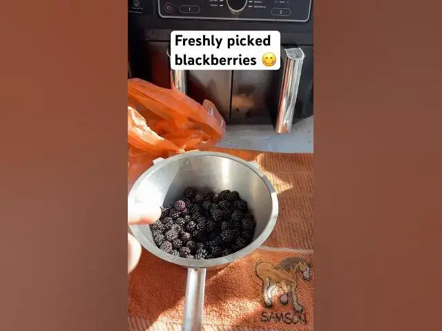 'Video thumbnail for BlackBerrys 😋#blackberry #fyp#subscribe #vlogger'
