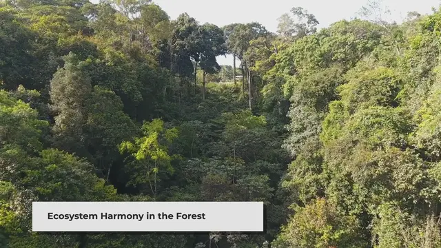 'Video thumbnail for Animals of the Forest: A Brief Introduction'