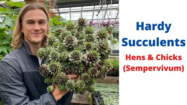 Video thumbnail for HENS AND CHICKS Sempervivum Hardy Succulents