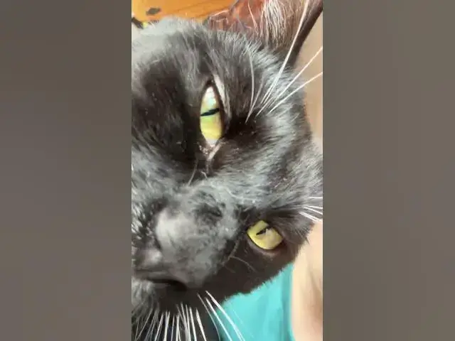 Video thumbnail for Cat rizz pt3 💕😝#cat#rizz#catlovers #subscribe #fyp