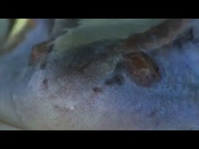 Video thumbnail for MOOR FROG