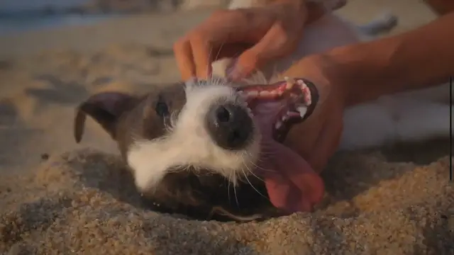 'Video thumbnail for Lutter contre la mauvaise haleine chez les chiens'