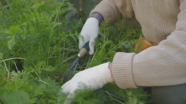 Video thumbnail for Ohio Native Shrubs