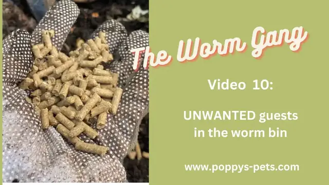 Video thumbnail for Video 10: Getting Rid of White Pot Worms, Fruit Flies & Rancid Stench in Your Worm Farm.