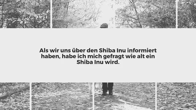 Video thumbnail for Shiba Inu Lebenserwartung: Wie alt wird ein Shiba Inu?