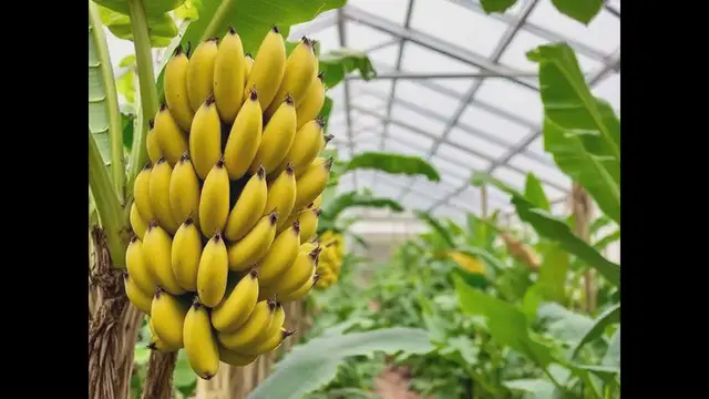 Video thumbnail for How do you grow bananas in a greenhouse