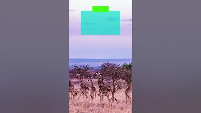 Video thumbnail for This is what a group of giraffes is called #shorts