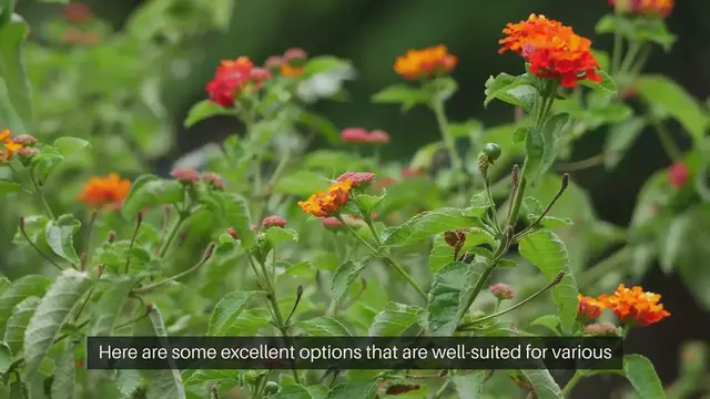 Video thumbnail for Small Shrubs for front Yard